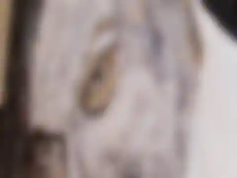 Monsieur Fabrice- Détail 1